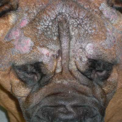 Recurrent bacterial skin infections can be a sign of an endocrine imbalance. Sampson has skin infections and abnormal calcium deposits in his skin, calcinosis cutis, from taking steroids for rheumatoid arthritis.