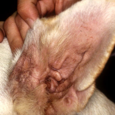 This Lab has had recurrent yeast infections of his ears secondary to his beef allergy.