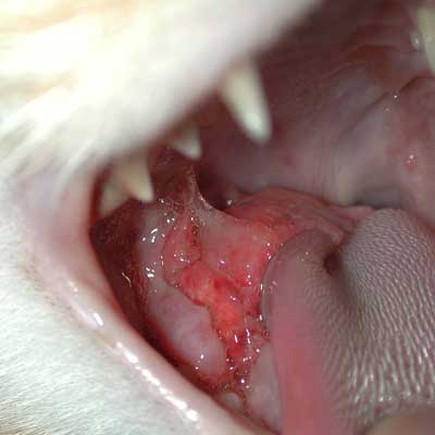 Cats may manifest their allergies with eosinophilic granulomas as show in this cat's mouth.