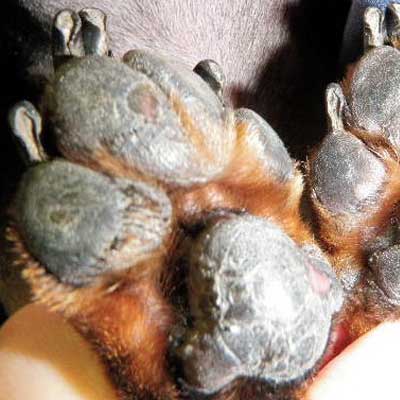 Lesions on the paw pads can be a very painful aspect of immune mediated disease.