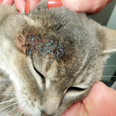 This cat has Bowen’s disease, which is a type of squamous cell carcinoma.