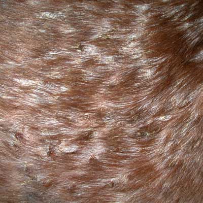 This is a close up of a dog with erythema multiforme, a serious autoimmune skin disease sometimes caused by a drug reaction.