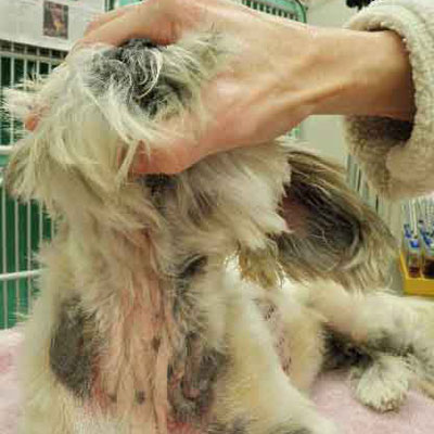 This unlucky Shih Tzu has both food and environmental allergies.