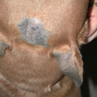 Ringworm is actually a fungus. It can be spread not only among our pets but sometimes to their people as well.